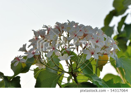 Tung tree flower, May snow 54317064