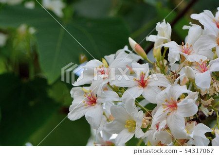Tung tree flower, May snow Tung tree flower, May snow 54317067