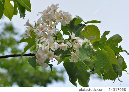Tung tree flower, May snow 54317068