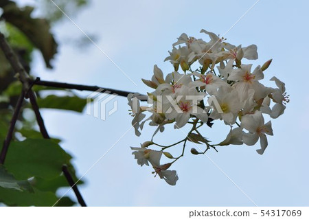 Tung tree flower, May snow 54317069