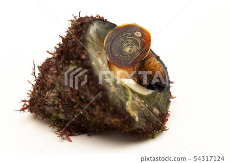 Tegula pfeifferi Tegula pfeifferi 54317124