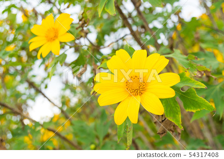 Yellow flower field Yellow flower field 54317408