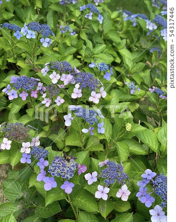 hydrangea hydrangea 54317446