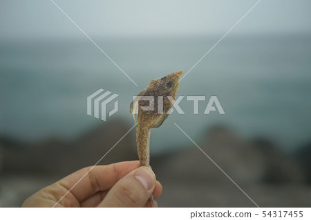 Dry fish 54317455