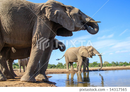 非洲大象 54317565