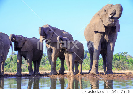 非洲大象 54317566