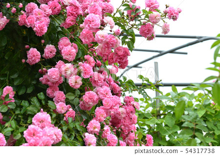 玫瑰安吉拉 54317738