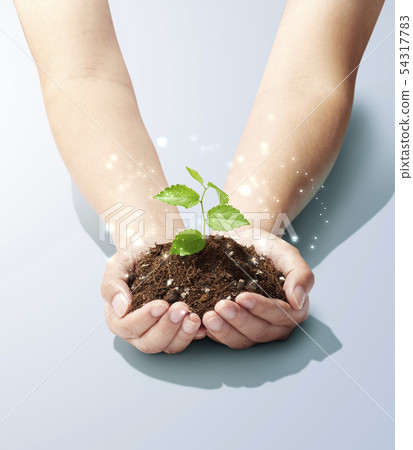 Plants in the palm-sprouts-young leaves-growth-future-power 54317783