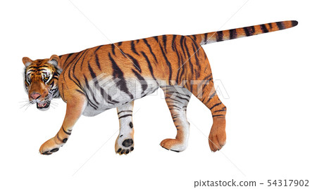 叢林之王☆老虎 54317902