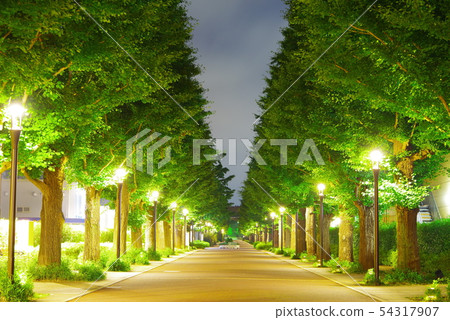 Ginkgo avenues at night Ginkgo avenues at night 54317907