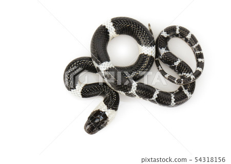 Image of little snake (Lycodon laoensis) on white Image of little snake (Lycodon laoensis) on white 54318156