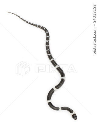 Image of little snake (Lycodon laoensis) on white Image of little snake (Lycodon laoensis) on white 54318158