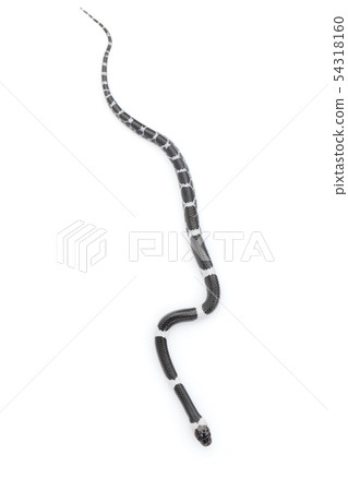 Image of little snake (Lycodon laoensis) on white Image of little snake (Lycodon laoensis) on white 54318160