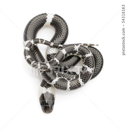 Image of little snake (Lycodon laoensis) on white Image of little snake (Lycodon laoensis) on white 54318163