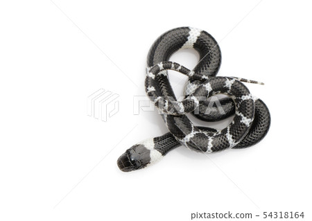 Image of little snake (Lycodon laoensis) on white Image of little snake (Lycodon laoensis) on white 54318164
