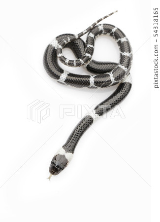 Image of little snake (Lycodon laoensis) on white Image of little snake (Lycodon laoensis) on white 54318165