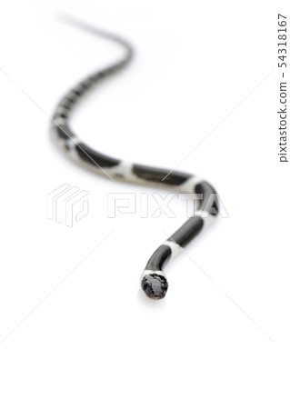 Image of little snake (Lycodon laoensis) on white Image of little snake (Lycodon laoensis) on white 54318167