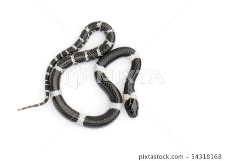 Image of little snake (Lycodon laoensis) on white Image of little snake (Lycodon laoensis) on white 54318168