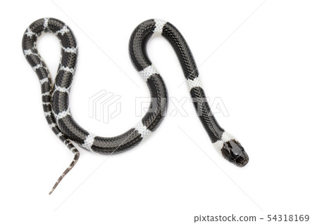 Image of little snake (Lycodon laoensis) on white Image of little snake (Lycodon laoensis) on white 54318169