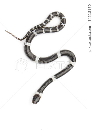 Image of little snake (Lycodon laoensis) on white Image of little snake (Lycodon laoensis) on white 54318170