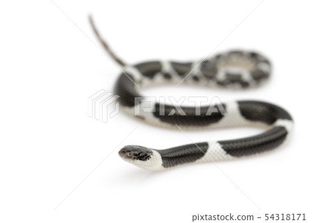 Image of little snake (Lycodon laoensis) on white Image of little snake (Lycodon laoensis) on white 54318171