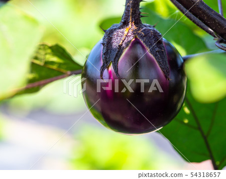 Marugus茄子 54318657