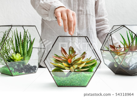 Florariums on table. Home gardening hobby concept Florariums on table. Home gardening hobby concept 54318964