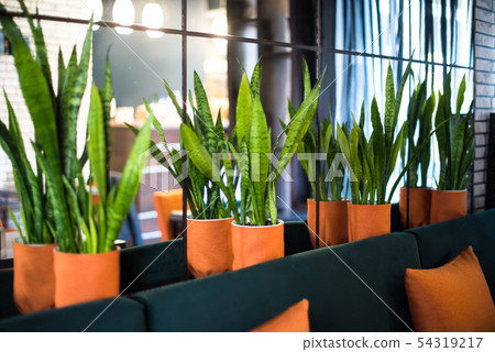 Small city cafe interior with green plants Small city cafe interior with green plants 54319217