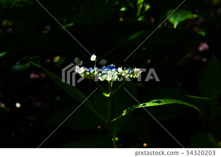 Hydrangea Hydrangea 54320203
