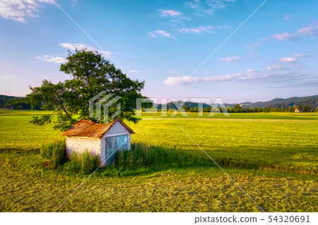 Old barn with damaged, collapsed roof under a large tree in rural landscape Old barn with damaged, collapsed roof under a large tree in rural landscape 54320691