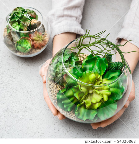 Woman's hands holding mini succulent garden in glass florarium Woman's hands holding mini succulent garden in glass florarium 54320868