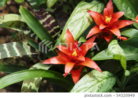 Guzmania 54320949