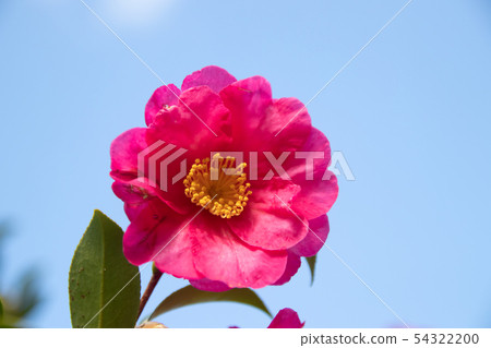 茶花 54322200