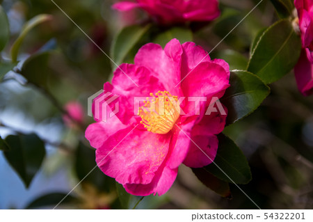 茶花 54322201