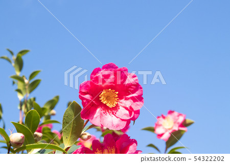 Camellia Camellia 54322202