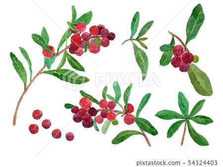 Morella rubra Yamamomo Morella rubra Yamamomo 54324403