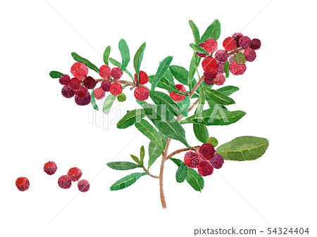 Morella rubra yamamomo branch Morella rubra yamamomo branch 54324404