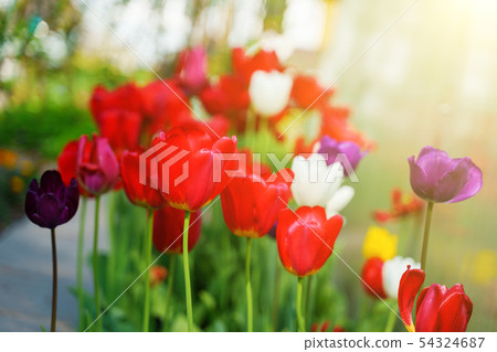 Red tulips in the garden 54324687