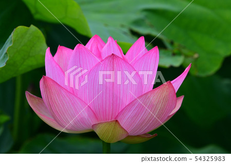 蓮花oga蓮花古蓮花 蓮花oga蓮花古蓮花 54325983