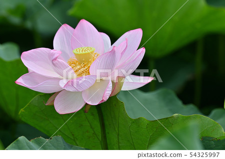 Lotus flower oga lotus ancient lotus Lotus flower oga lotus ancient lotus 54325997
