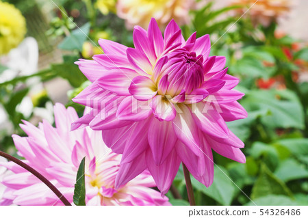 Dahlia flower 54326486