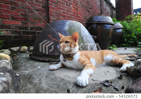Cats Cats 54326572