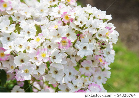 玫瑰芭蕾舞女演員 玫瑰芭蕾舞女演員 54326764