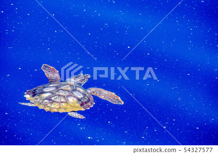 sea turtle in micro plastic sea sea turtle in micro plastic sea 54327577