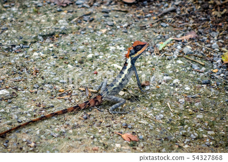 Crested Lizard in jungle, Khao Sok, Thailand Crested Lizard in jungle, Khao Sok, Thailand 54327868
