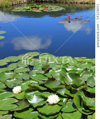 Summer image (water lily pond) 11 54328051