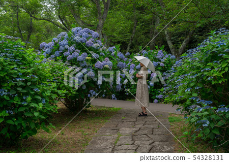 繡球花和女性 54328131