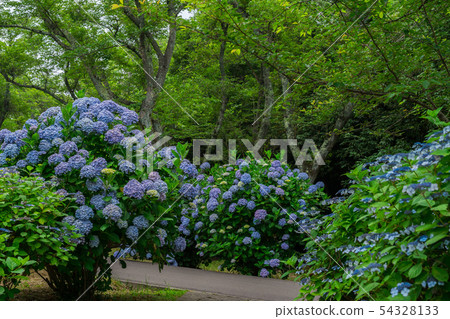 繡球花（香川縣Santoyo） 54328133