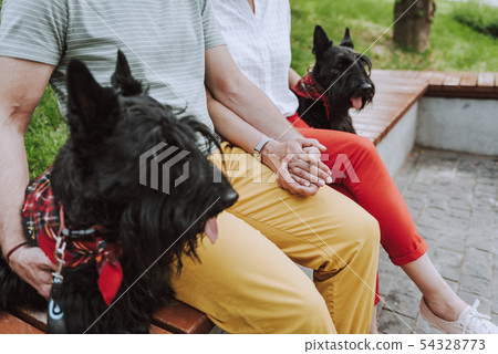 Adult couple having rest in square with black scotch terriers Adult couple having rest in square with black scotch terriers 54328773