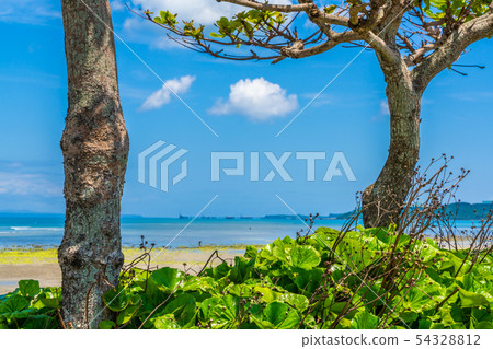 The sea of Okinawa 54328812